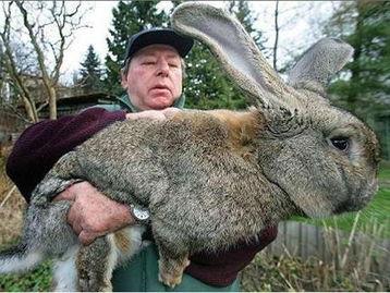 兔子狮子爆料视频大全下载,揭秘娱乐圈幕后真相  第2张