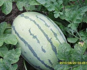 山东网红团队吃瓜事件,揭秘网络舆论风波背后的真相  第2张